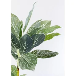 KARE Design Plante décorative Calathea 140cm><noscript><img width=