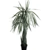 KARE Design Plante décorative Dragon Tree 155cm> Accessoires