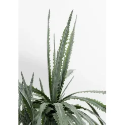 KARE Design Plante décorative Dragon Tree 155cm> Accessoires