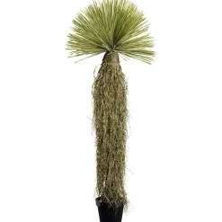 KARE Design Plante décorative Yucca Rostrata 180cm> Accessoires