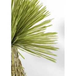 KARE Design Plante décorative Yucca Rostrata 180cm> Accessoires