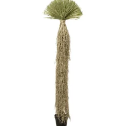 KARE Design Plante décorative Yucca Rostrata 240cm> Accessoires