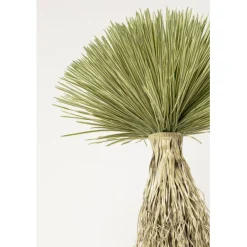 KARE Design Plante décorative Yucca Rostrata 240cm> Accessoires